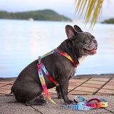 Frenchiestore Adjustable Pet Health Harness | California Dreamin'