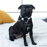 Suede and Silver Dog Collar & Bow Tie Set